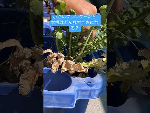 木、金属、コンクリート、テラコッタのプランター – どれを選ぶべきですか?またその理由は何ですか?  庭園