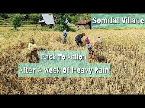 Villagers Back To Action | Part-II | Harvest Time |