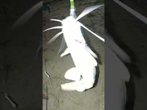 pesca de pati en#colon #entrerios #fishing