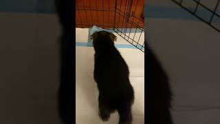 Video preview image #1 German Shepherd Dog-Siberian Husky Mix Puppy For Sale in LOS GATOS, CA, USA