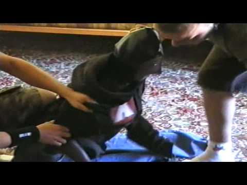 Last Ninjas - Last Ninjas . Studio Recordings