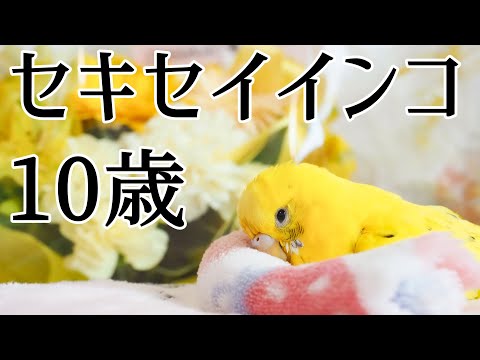 セキセイインコ 10歳になる Budgerigar Kimi turned 10 years old