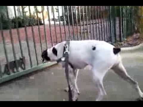 Be3tty & the Black metal cats