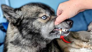 My Husky Broke Her Tooth! 🦷 Vet Visit & What it REALLY Cost To Fix! 😭