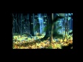 Создание ролика "Wolfisback" - возвращение легенды HD 