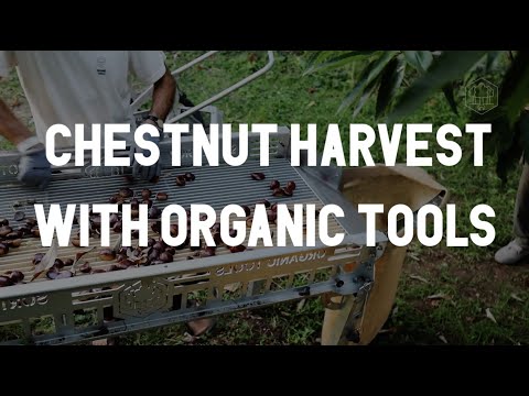 Válogató asztal (organic-tools)