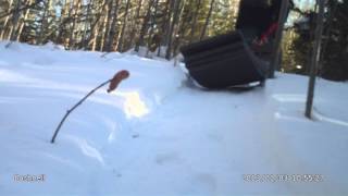Meat Eating Rabbit near Gunn Alberta    (#1 of 3)
