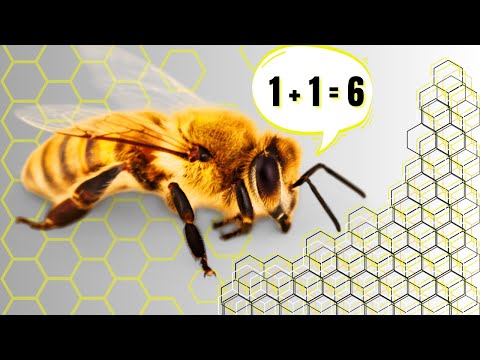 The Bee's Secret Geometry: Decoding Nature's Honeycomb Puzzle