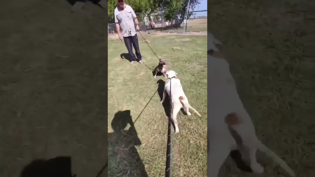 Enlarge Matilda, an adopted mixed breed in Seguin, TX video 6/6