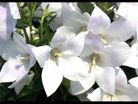 Best Perennials for Sun - Platycodon Astra White (Balloon Flower)