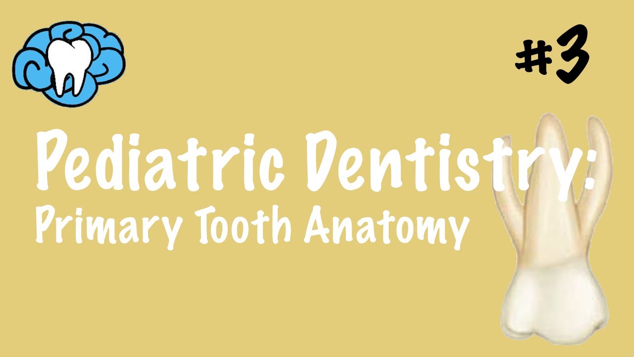 Pediatric Dentistry | Primary Tooth Anatomy | INBDE, ADAT
