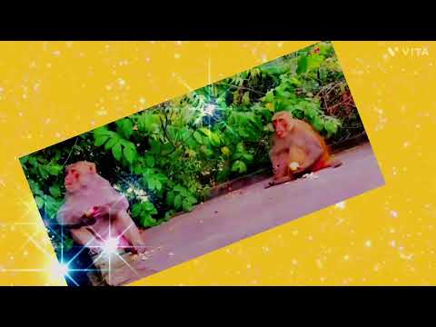 #shorts#viral#cute #monkey#lakshit mom vlogs# cute monkey fruit khate hue# cute monkeys eating apple