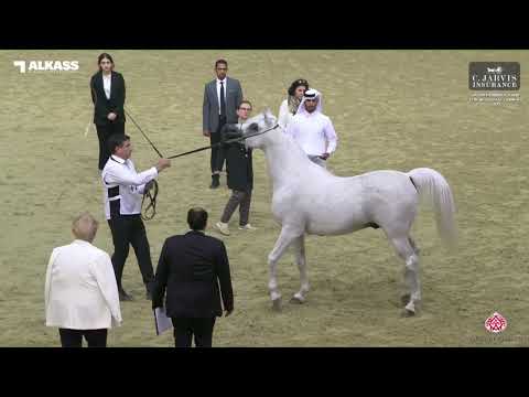 N 174 WASET AL SHAQAB   Qatar Peninsula AHS for Individual Owners 2023   Stallions 7 10 Years Old Cl
