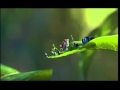 A Bug S Life Teaser Trailer