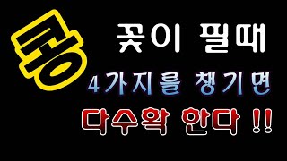 [텃밭농부.711]  콩 꽃이필때 해야 할 중요한 일 4가지. #매주콩재배 #서리태재배