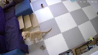【Surveillance camera】I took a peek at Bisuke waiting for a walk・・・so cute lol