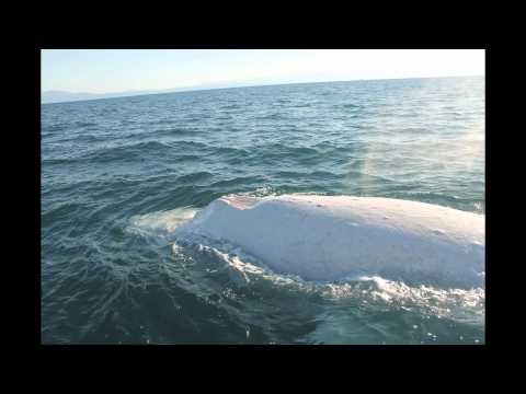 download lagu mp3 mp4 Great White Whale, download lagu Great White Whale gratis, unduh video klip Great White Whale