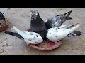 Kabootar Hi Kabootar | Video for Pigeon Birds Lovers | Lahore Pakistan