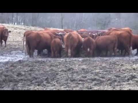 Codman Farm Baby Bull 2014