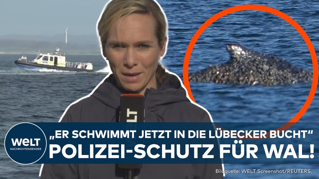 GESTRANDETER WAL: "Der Wal ist jetzt Richtung Nordsee unterwegs!" - Happy End für die Wal-Rettung