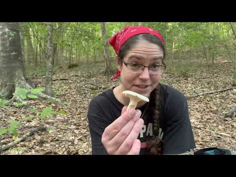 How to ID Lactifluus piperatus, the peppery milk cap