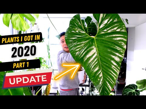 PLANT UPDATES | 8 Plants I got in 2020...the journey (Part 1)