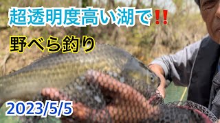 【へらぶな釣り】透明度の 高い湖で🌸春のへらぶな釣り