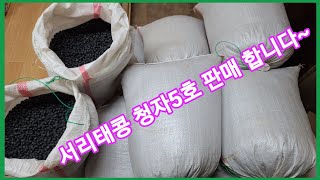 서리태콩 청자 5호?? 판매 영상 입니다(판매 완료 되었습니다)