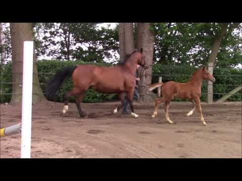 Lordano Hengstfohlen v. Lordanos