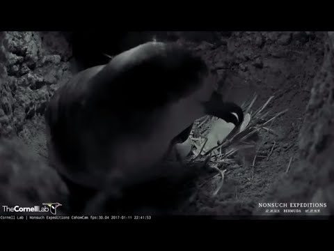 Female Bermuda Cahow Returns and Lays Egg, January 11, 2017