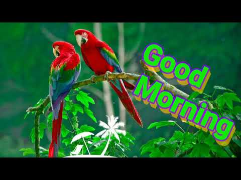 download lagu mp3 mp4 Whatsapp Status Video Good Morning, download lagu Whatsapp Status Video Good Morning gratis, unduh video klip Whatsapp Status Video Good Morning