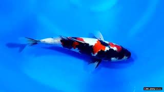 video van Showa SH-V23-01819