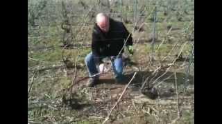 preview picture of video 'Taille de la vigne en Champagne : champagne Marc Chauvet'