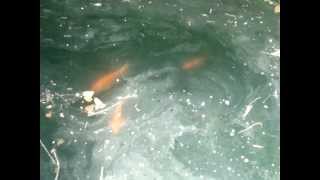 preview picture of video 'gold fish 1-2kg size fish.MPG'