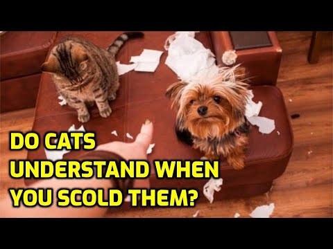 Do Cats Get Upset When You Shout At Them?