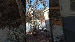 Ladder and a chainsaw what could go wrong #treelife #treeworker #treeclimber #bluecollar