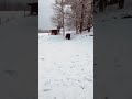 Pumba Is Back