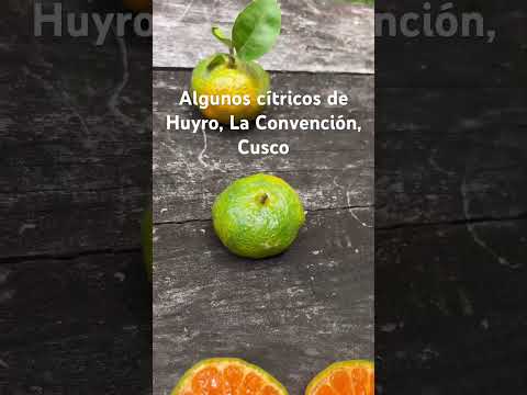 Cítricos en Huyro, La Convención, Cusco #gastronomy #peru #citrus #research