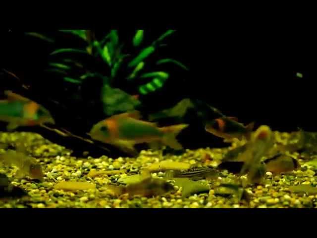 2014-12-07 Corydoras 3ft community tank