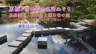 【京都・百日紅の名所めぐり】百日紅(さるすべり)の季節がやって来ました。京都御苑と梅小路公園朱雀の庭へ。#京都 #flowers #自然 #癒し #神社