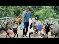 Full Video About The Daily Life Of A Vietnamese Man Living In The Forest With His Pet