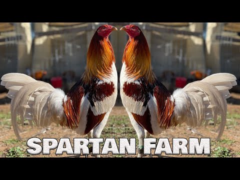 Beautiful Color Pyle Blues By Spartan Farm California - Farm Visit