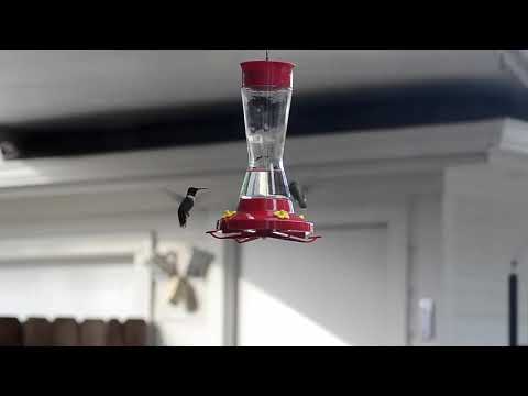 Fall Hummingbird Migration