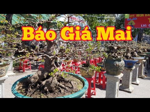 Báo gia mai bonsai 2021