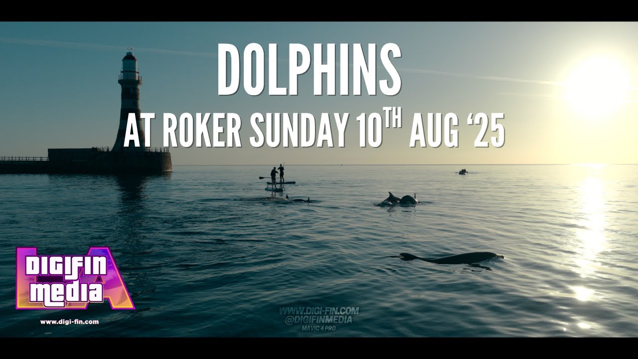 Dolphins at Roker