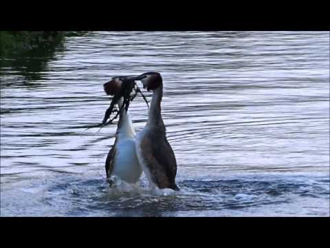 Potápka chochlatá (Podiceps cristatus) – tokový rituál páru