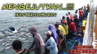Download lagu AKSI MENGEJUTKAN!!! Nelayan puger jember berhasil menangkap ikan bonito/aluran mp3