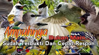 Download lagu SUARA PIKAT TRUCUKAN RIBUT KOMBINASI CIPOH DAN BURCIL. SANGAT CEPAT RESPON.. mp3 Download lagu SUARA PIKAT TRUCUKAN RIBUT KOMBINASI CIPOH DAN BURCIL. SANGAT CEPAT RESPON.. mp3