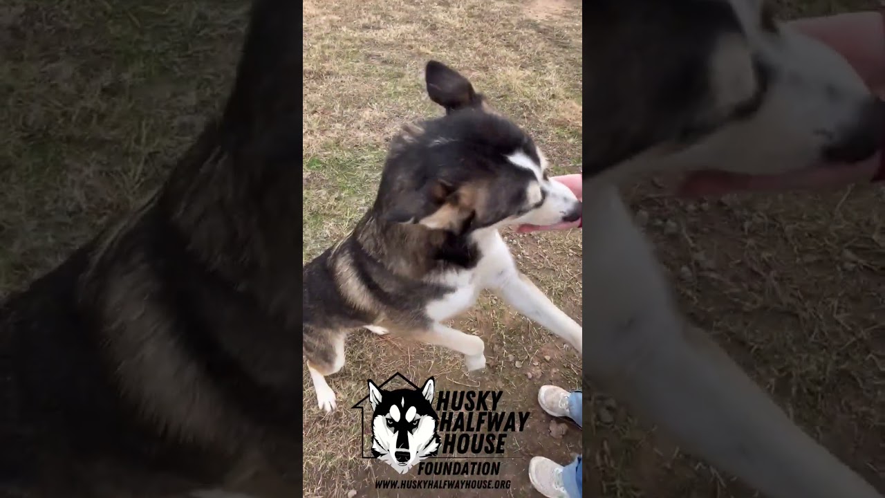 Enlarge Cash, a Adoptable Husky in Eufaula, OK video 6/6