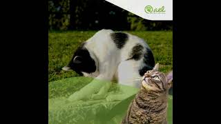 Comment éliminer les boules de poils de votre chat?